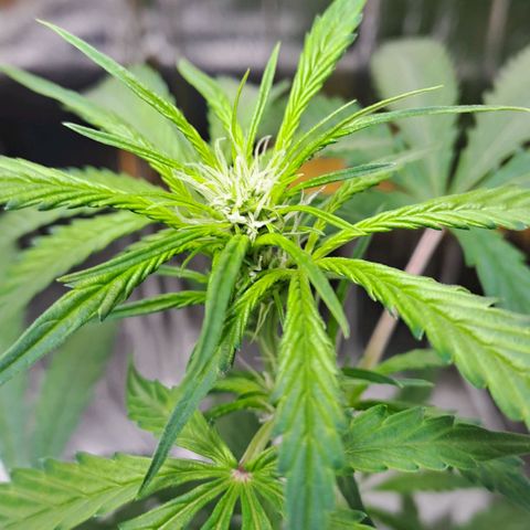 Mamba Negra auto DWC growlog timeline photo