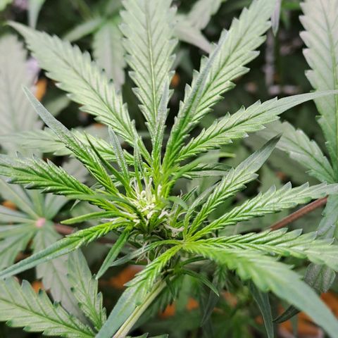 Mamba Negra auto DWC growlog timeline photo