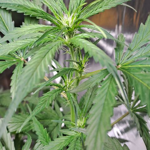 Mamba Negra auto DWC growlog timeline photo