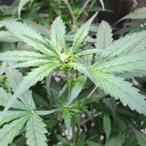Mamba Negra auto DWC growlog timeline photo