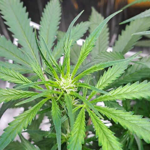 Mamba Negra auto DWC growlog timeline photo
