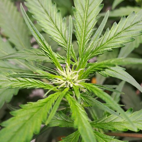 Mamba Negra auto DWC growlog timeline photo