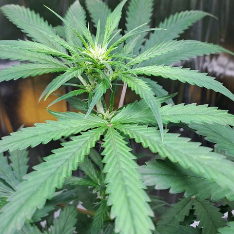 Mamba Negra auto DWC growlog timeline photo