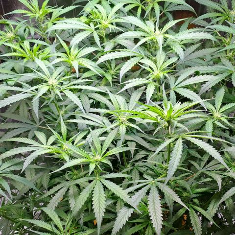Mamba Negra auto DWC growlog timeline photo