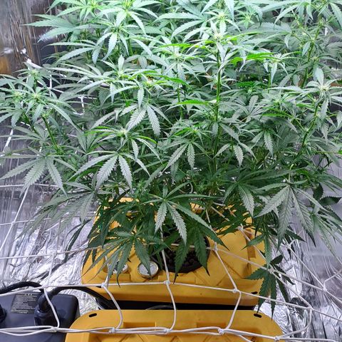 Mamba Negra auto DWC growlog timeline photo