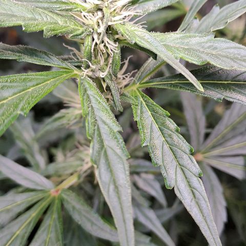 Mamba Negra auto DWC growlog timeline photo