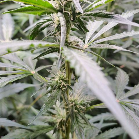 Mamba Negra auto DWC growlog timeline photo