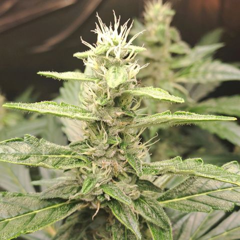 Mamba Negra auto DWC growlog timeline photo