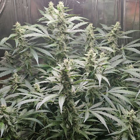 Mamba Negra auto DWC growlog timeline photo