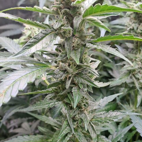 Mamba Negra auto DWC growlog timeline photo