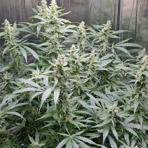 Mamba Negra auto DWC growlog timeline photo