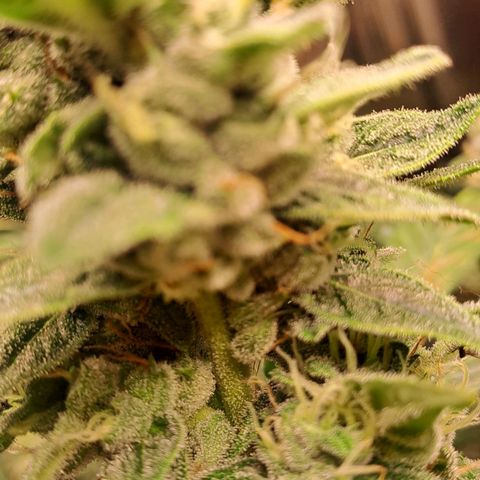 Mamba Negra auto DWC growlog timeline photo