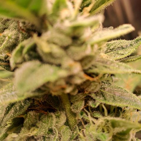 Mamba Negra auto DWC growlog timeline photo