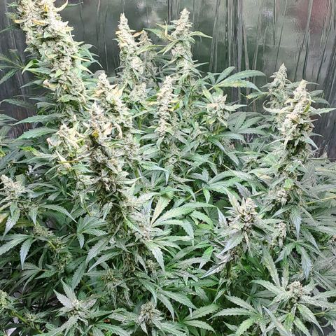 Mamba Negra auto DWC growlog timeline photo