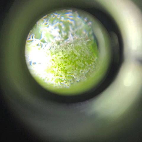 Mamba Negra auto DWC growlog timeline photo