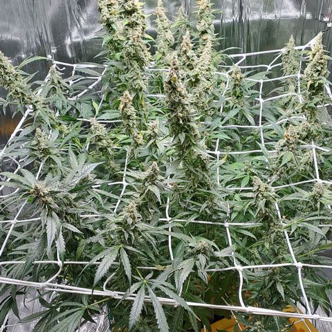 Mamba Negra auto DWC growlog timeline photo