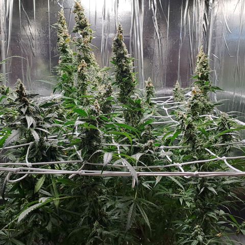 Mamba Negra auto DWC growlog timeline photo