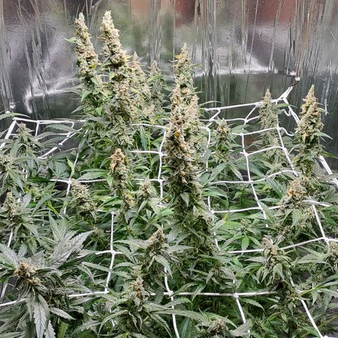 Mamba Negra auto DWC growlog timeline photo