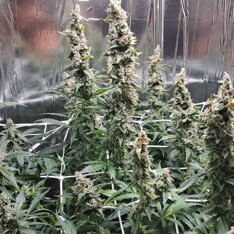Mamba Negra auto DWC growlog timeline photo