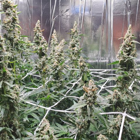 Mamba Negra auto DWC growlog timeline photo