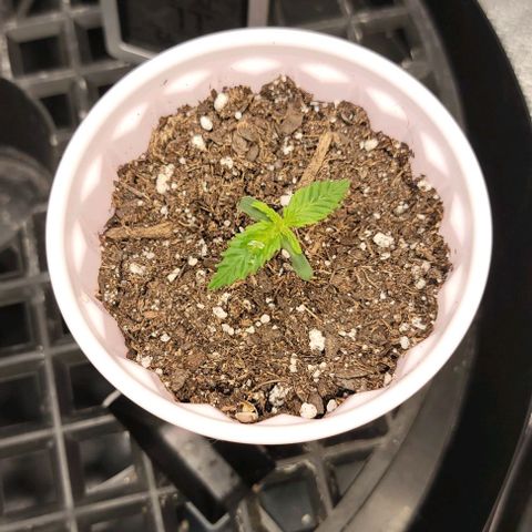 Bruce Banner growlog timeline photo