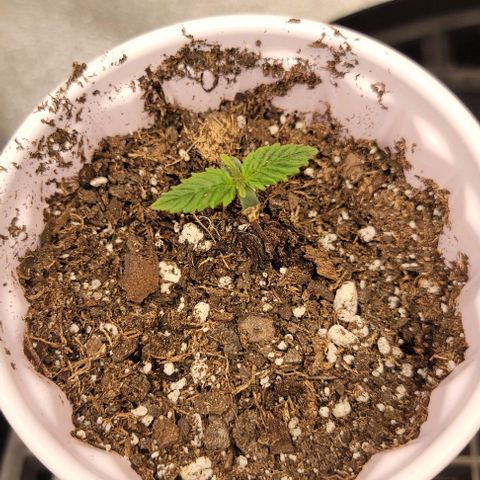 Stardawg growlog timeline photo