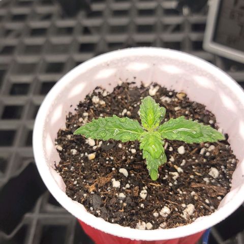 Bruce Banner growlog timeline photo