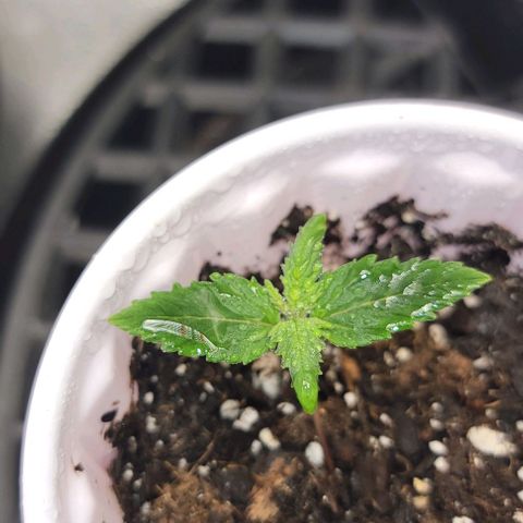 Stardawg growlog timeline photo
