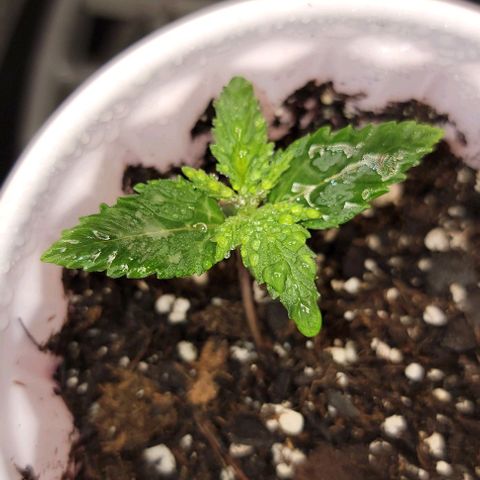 Stardawg growlog timeline photo