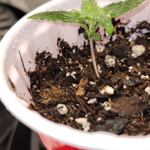 Stardawg growlog timeline photo