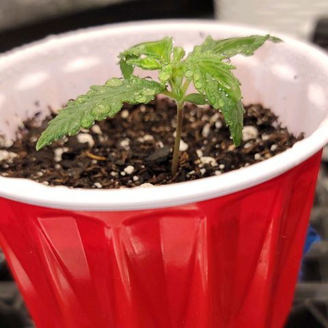 Bruce Banner growlog timeline photo