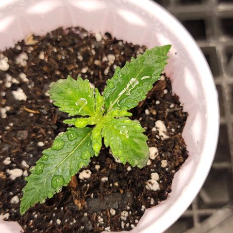 Bruce Banner growlog timeline photo