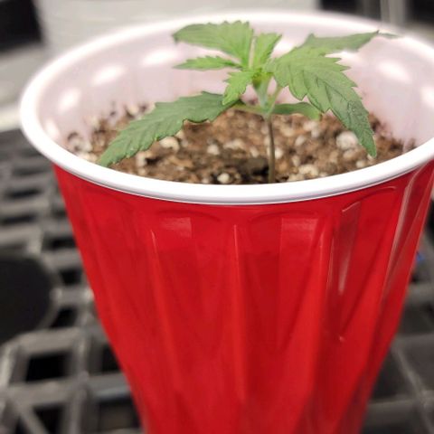 Bruce Banner growlog timeline photo