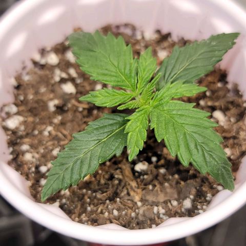 Bruce Banner growlog timeline photo
