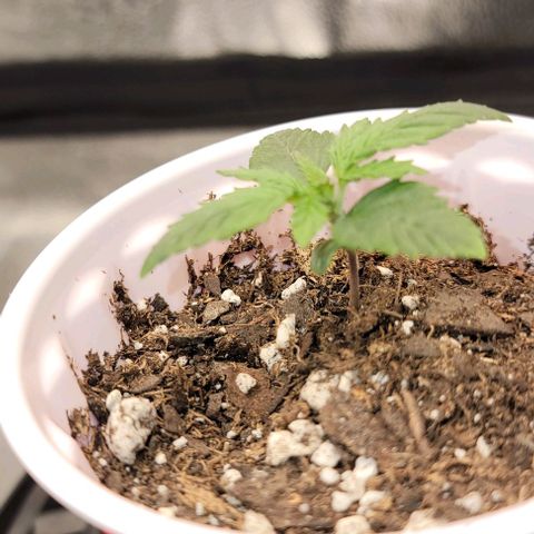 Stardawg growlog timeline photo