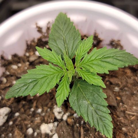 Stardawg growlog timeline photo