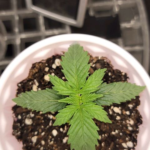 Bruce Banner growlog timeline photo