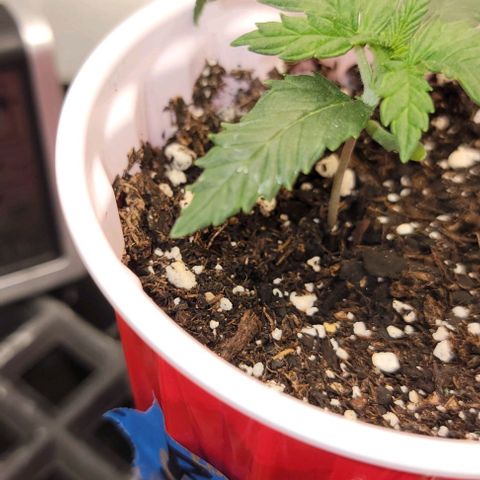 Bruce Banner growlog timeline photo