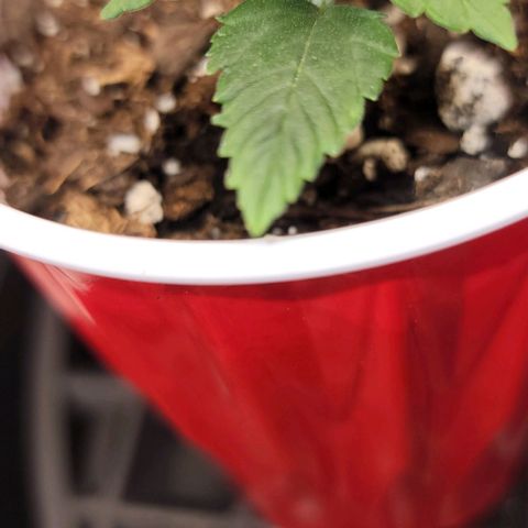 Stardawg growlog timeline photo