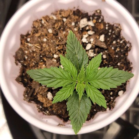 Stardawg growlog timeline photo
