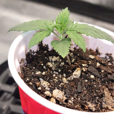 Stardawg growlog timeline photo