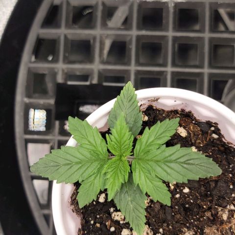 Stardawg growlog timeline photo