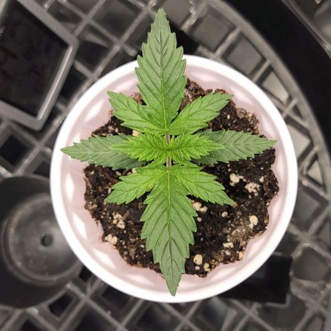 Bruce Banner growlog timeline photo