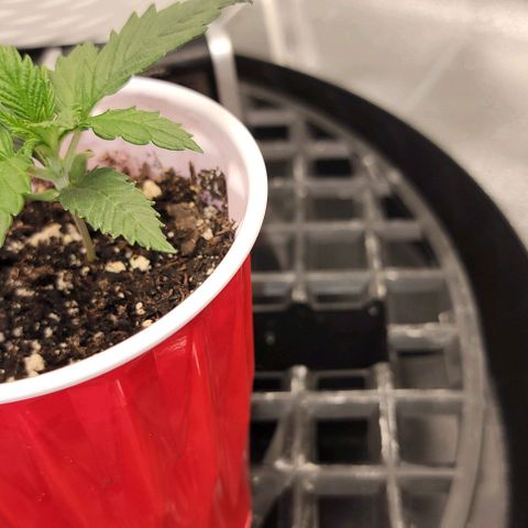 Bruce Banner growlog timeline photo