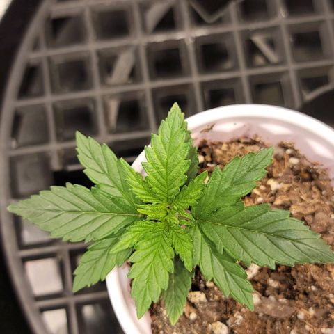Stardawg growlog timeline photo
