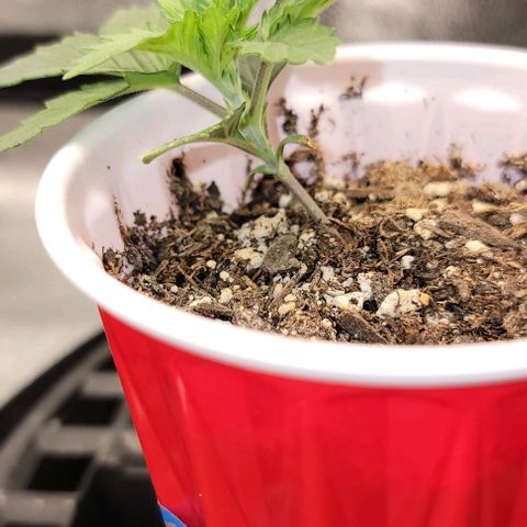 Stardawg growlog timeline photo