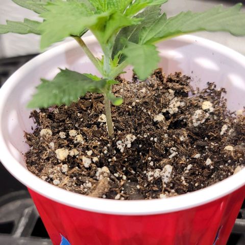 Bruce Banner growlog timeline photo