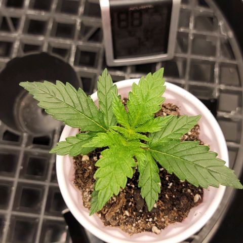 Bruce Banner growlog timeline photo