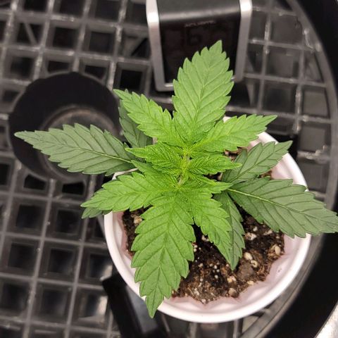 Bruce Banner growlog timeline photo