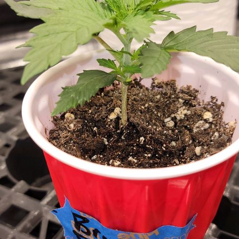 Bruce Banner growlog timeline photo